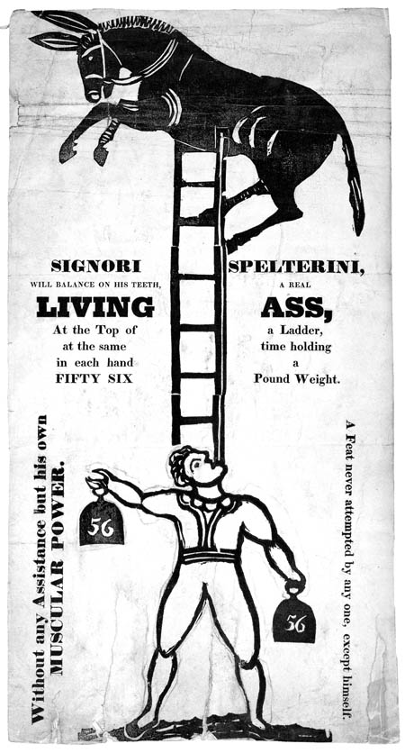 Spelterini's Living Ass