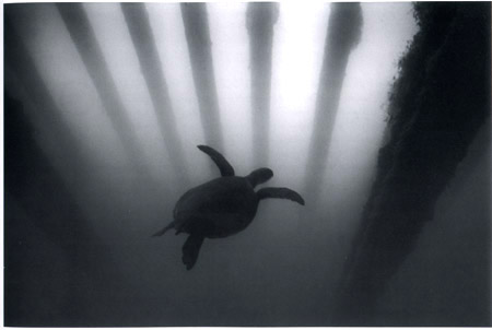 Wayne Levin, Green Sea Turtle