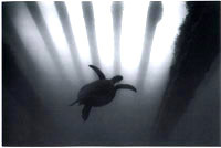 Cover: Wayne Levin, Green Sea Turtle