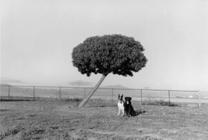 Summer 2020
Cover: Pico and Tasha
by Henry Wessel